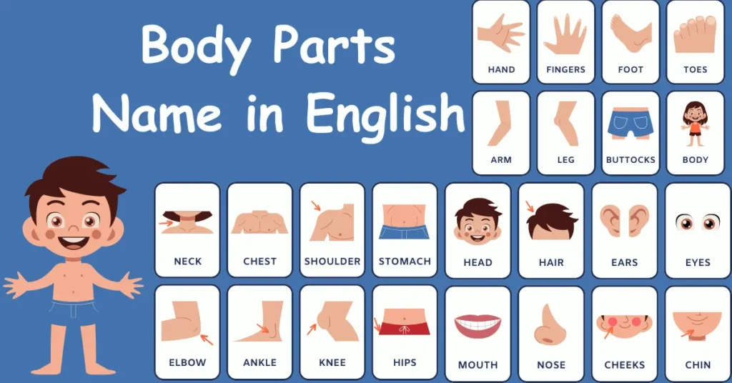 body parts name in english with picture 1024x536 1 body parts name in english with picture 1024x536 1